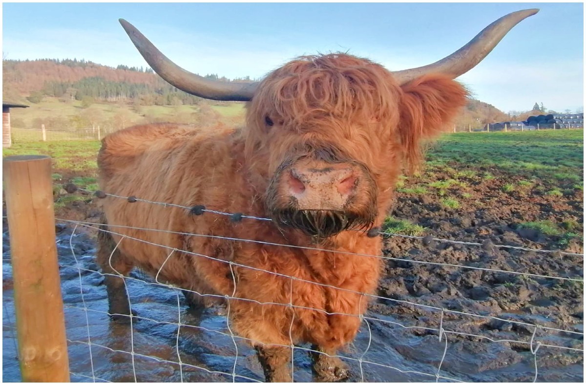 CASTLES, GARDENS & COOS